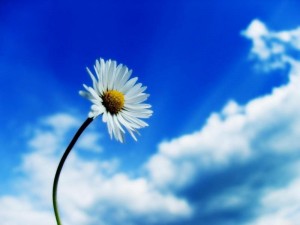beautiful_sky_white_flower_50143-800x600
